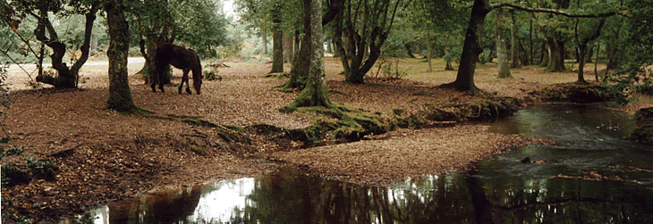 The New Forest