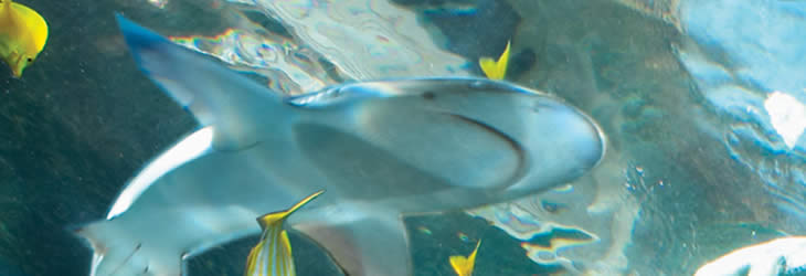 Oceanarium - The Bournemouth Aquarium