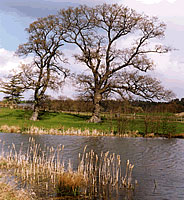 The beautiful scenery at Moors Valley Country Park